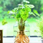 plantas-de-interior-que-se-pueden-cultivar-en-agua-4