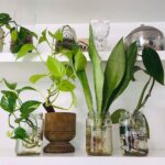 plantas-de-interior-que-se-pueden-cultivar-en-agua-5