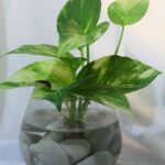 plantas-de-interior-que-se-pueden-cultivar-en-agua-6