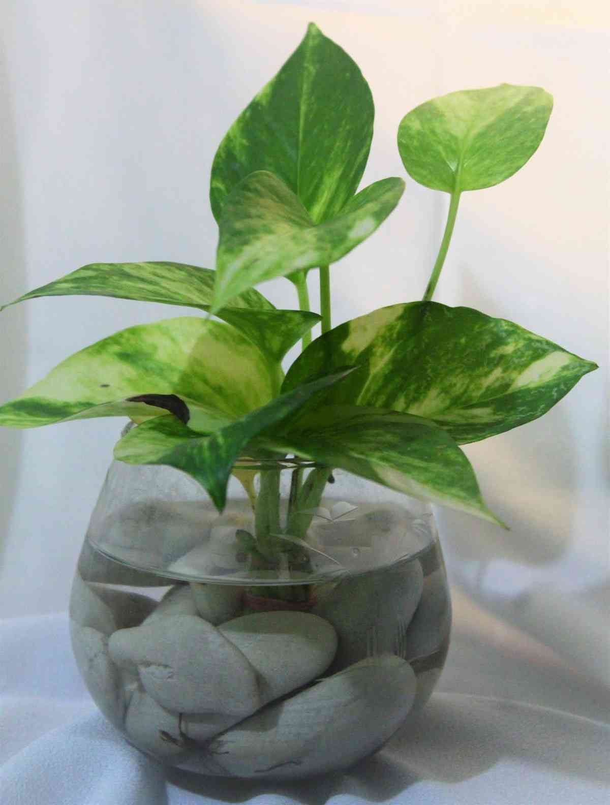 Plantas de interior que se pueden cultivar en agua 3