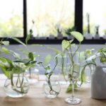 Plantas de interior que se pueden cultivar en agua 7