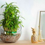 plantas-de-interior-que-se-pueden-cultivar-en-agua-8