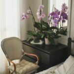 tener orquideas en casa