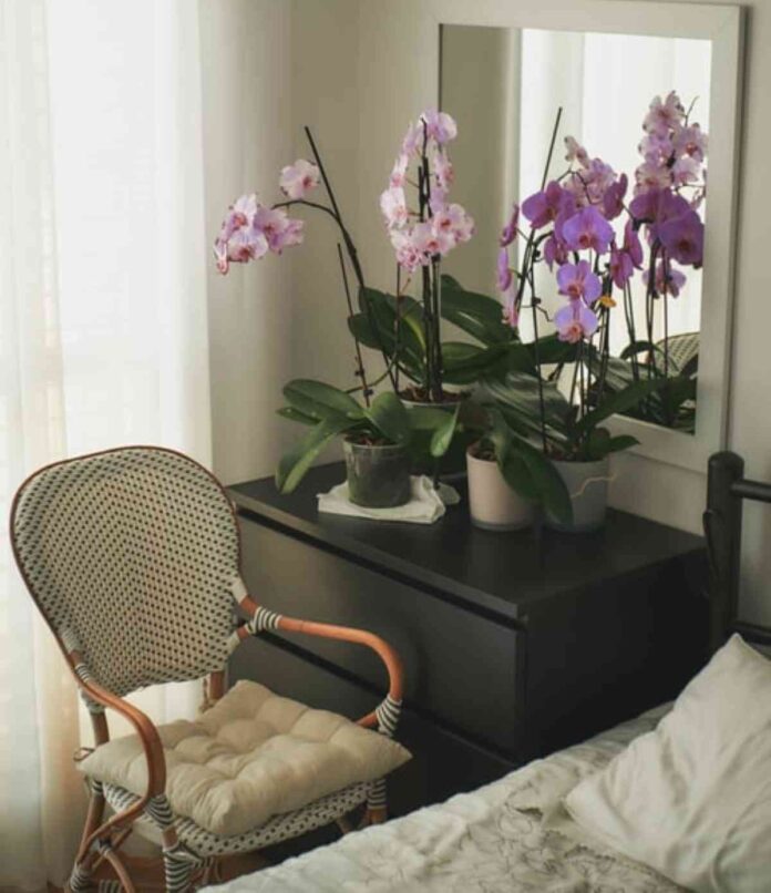 tener orquideas en casa