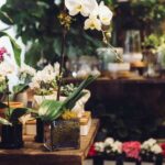 trucos-para-cuidar-orquideas