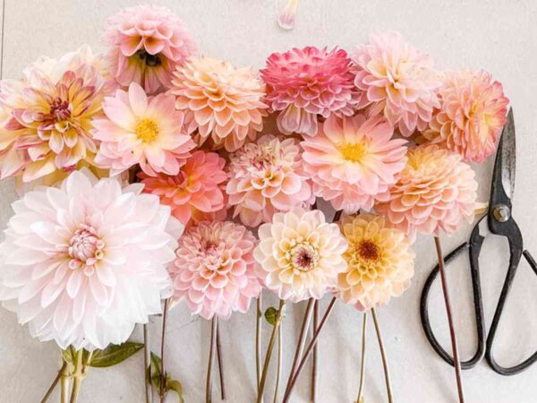 plantar dalias