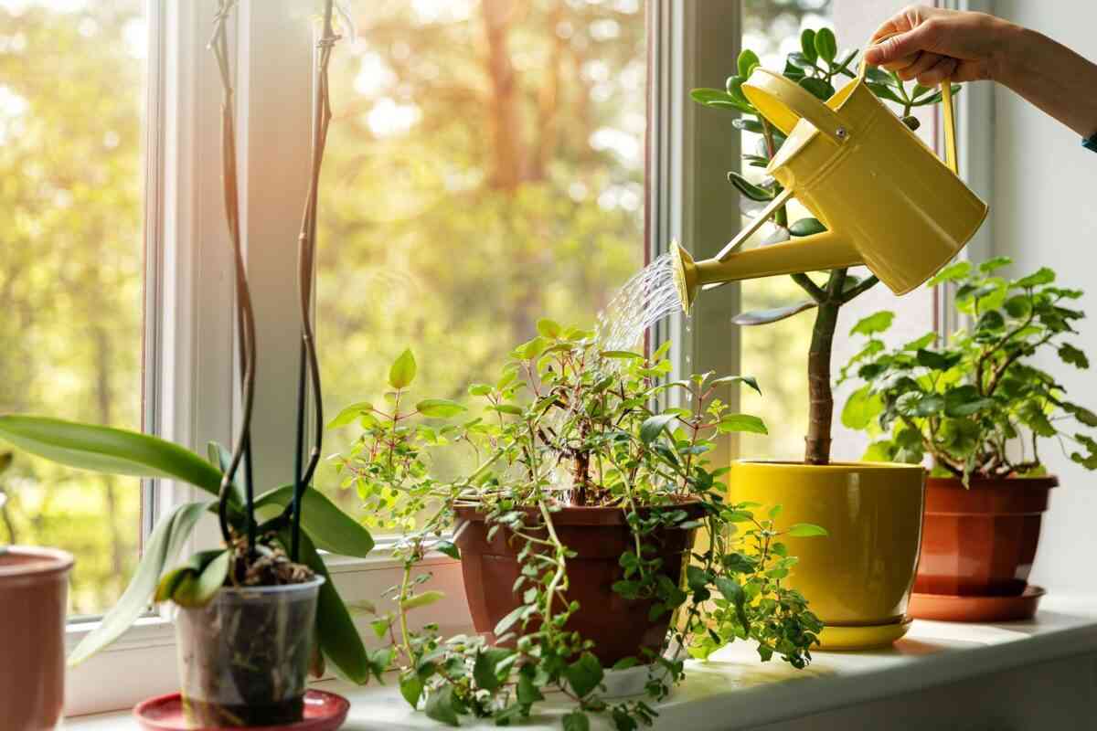 Consejos para que las plantas de interior se mantengan sanas 2