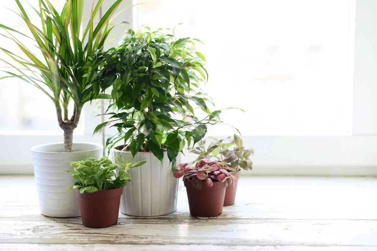 Consejos para que las plantas de interior se mantengan sanas 1