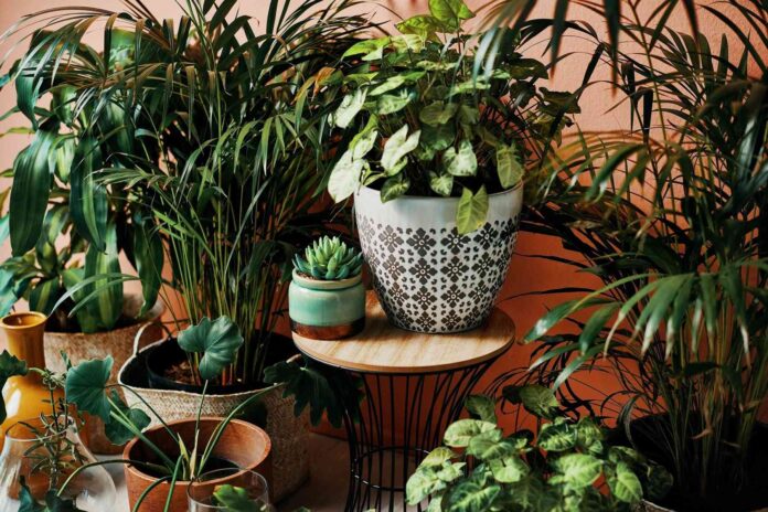 Consejos para que las plantas de interior se mantengan sanas y fuertes 7