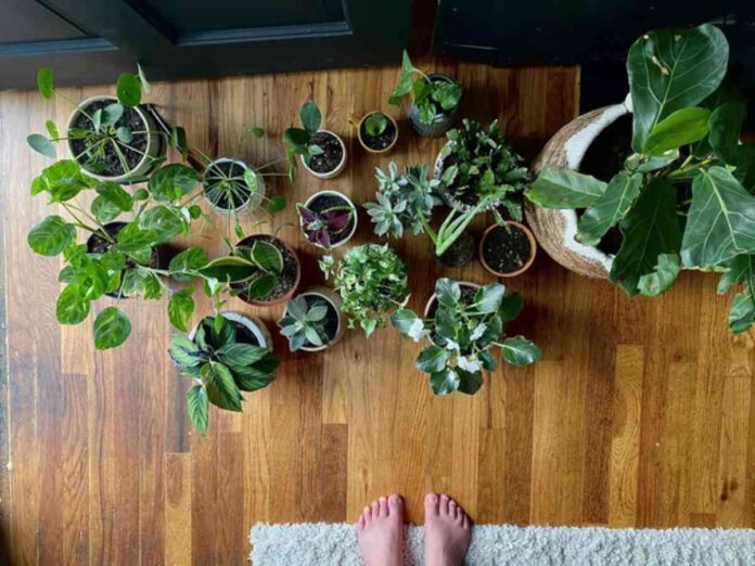 cuidados plantas interior otono