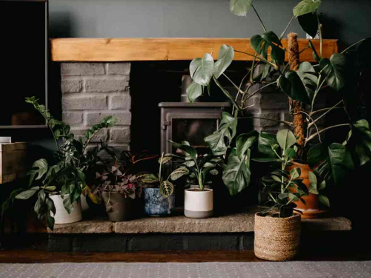 Consiente a tus plantas de interior con los cuidados básicos de otoño