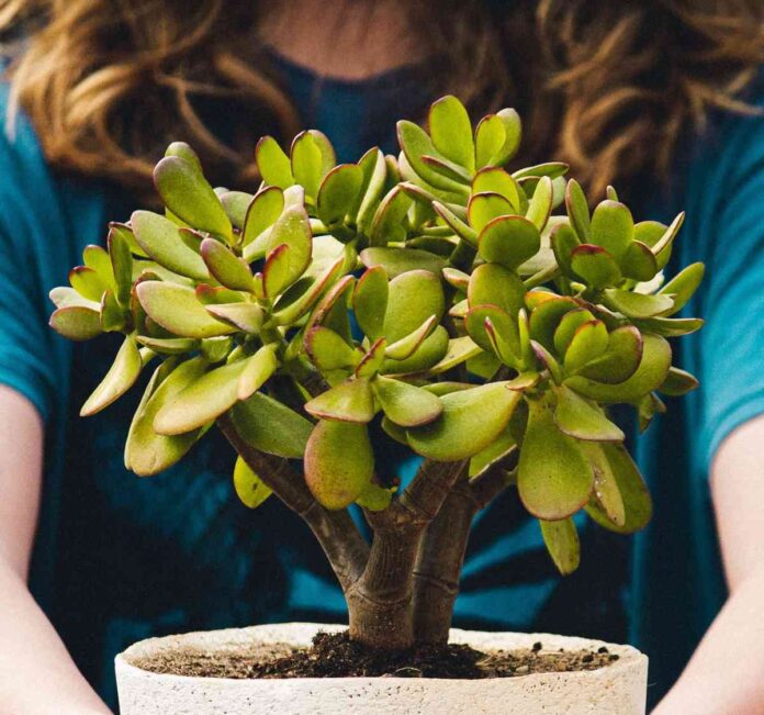 cultivar el arbol de jade en casa