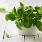 plantas-que-atraen-la-buena-suerte-y-el-dinero-a-tu-hogar-212