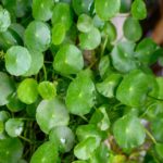 plantas-que-atraen-la-buena-suerte-y-el-dinero-a-tu-hogar-4