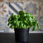 Close-up of a basil plant in a pot on a black surface