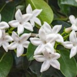Madagascar Jasmine (Stephanotis Floribunda) in London, England