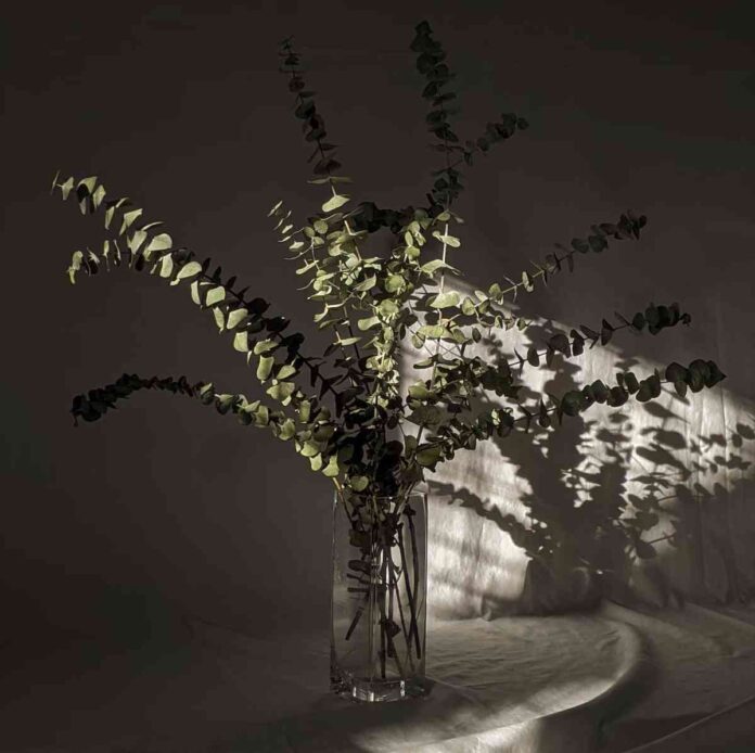 decorar con eucalipto