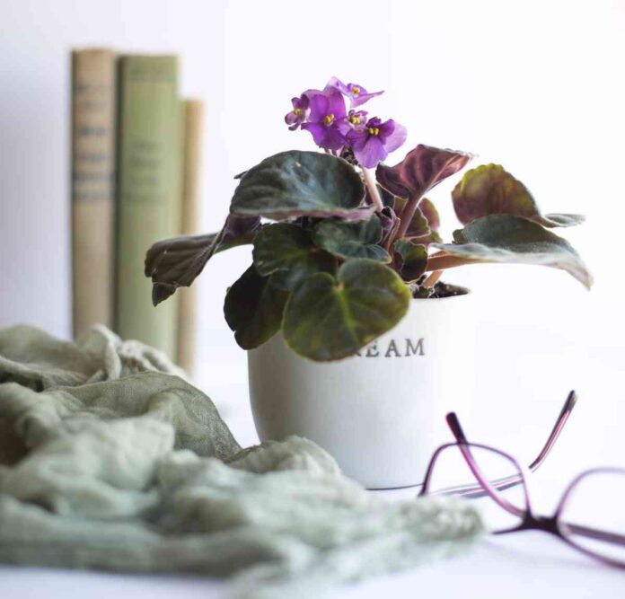 cuidado de las violetas africanas