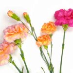 claveles-de-colores