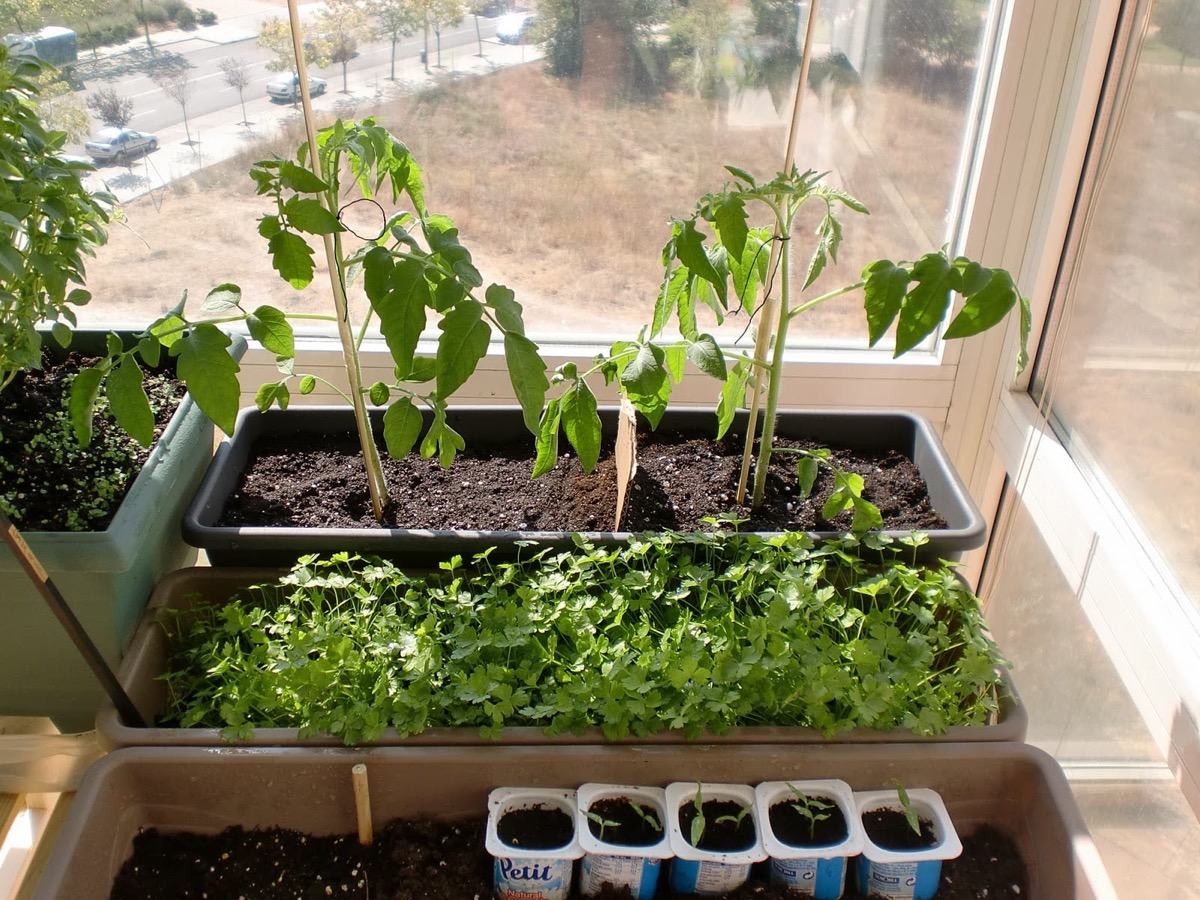 Jardinería urbana: el cultivo de plantas en espacios reducidos