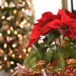 christmas tree, decorations and poinsettia