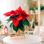 Ideas para decorar la casa en Navidad con la Flor de Pascua 5