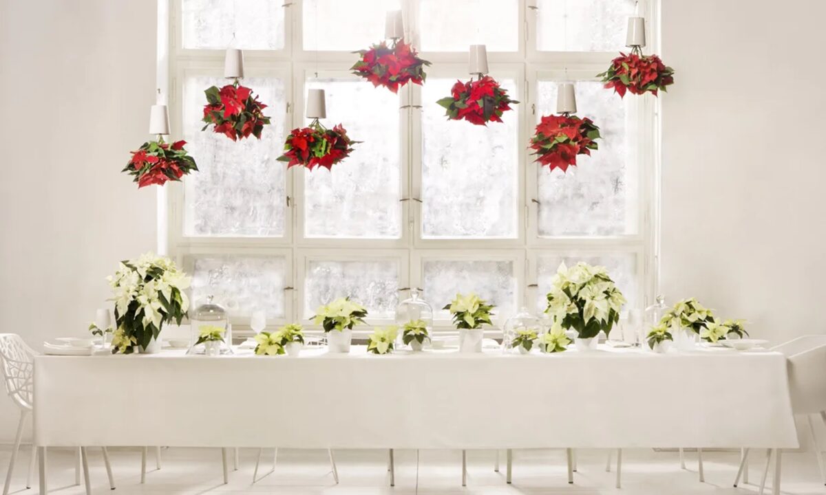 Ideas para decorar la casa en Navidad con la Flor de Pascua 5