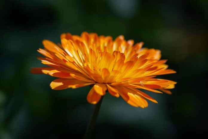 cultivar calendula
