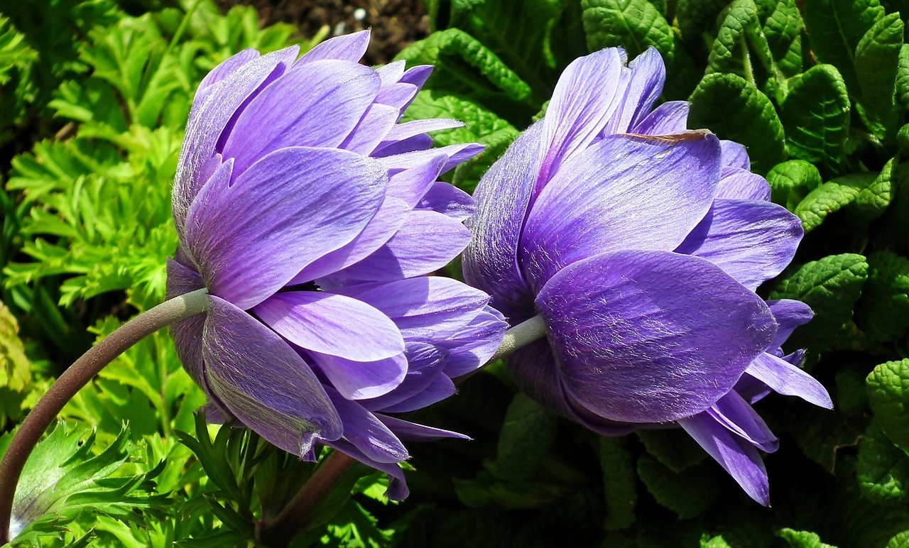ramos flores anemonas