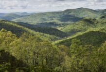 El documental Forested Future invita a reconectar con el mundo natural y los grandes bosques del planeta