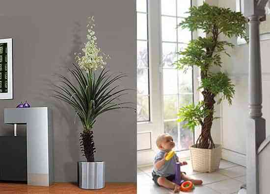 Plantas para decorar - Decoración interiores | Opendeco