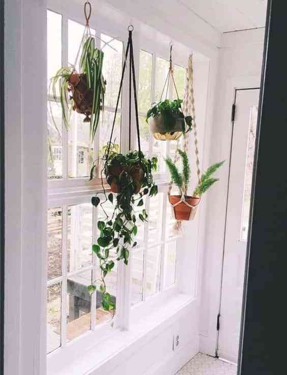 decorar el interior de las ventanas con plantas III