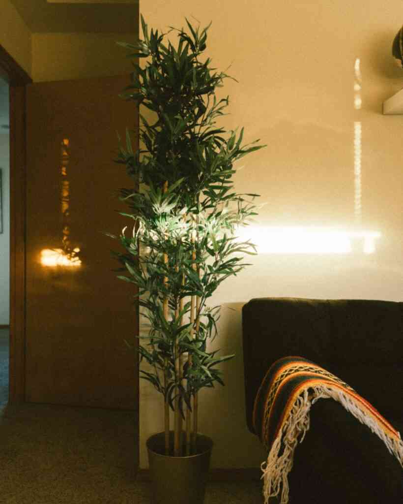Plantas bonitas y resistentes: 6 ideas geniales para decorar tu hogar   3