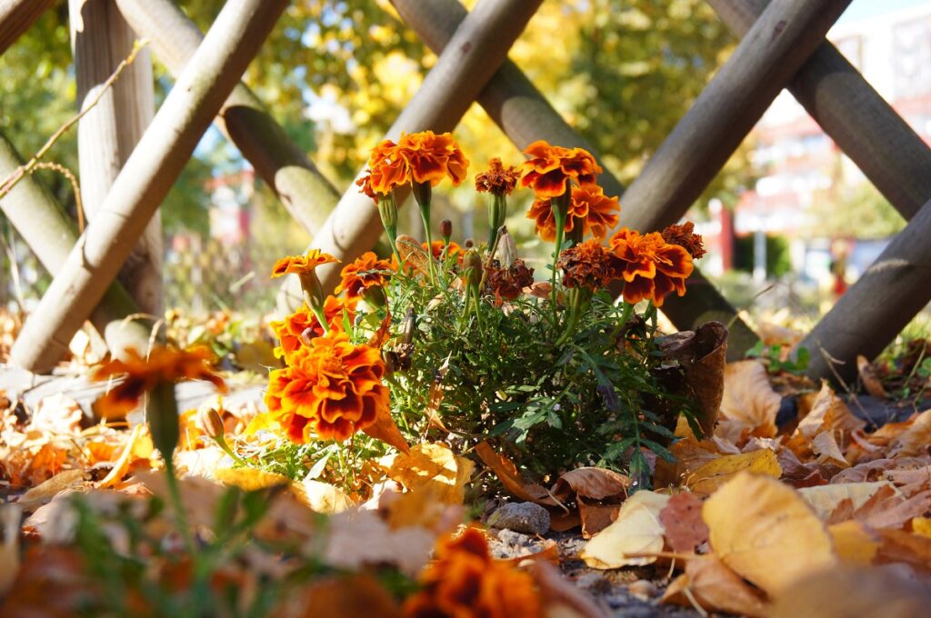 Decorar el jardín en otoño: ideas de expertos y las mejores flores de temporada para añadir color 4